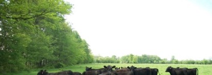 Yearlings