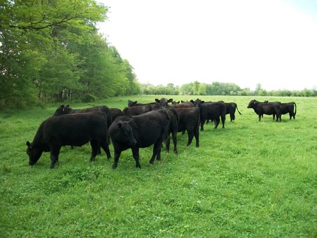 yearling_heifers_angus